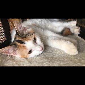 Meet your Posher, Gigi